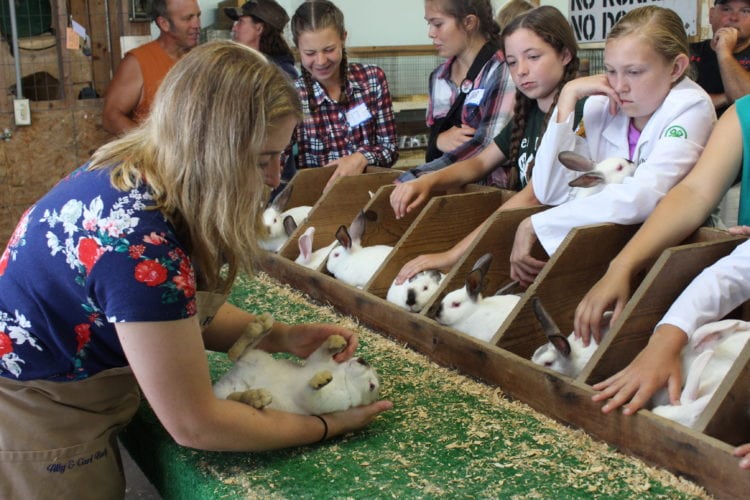 Rabbit Contest Making Rabbit Youth rabbit contest teaches kids responsibility, money management ...